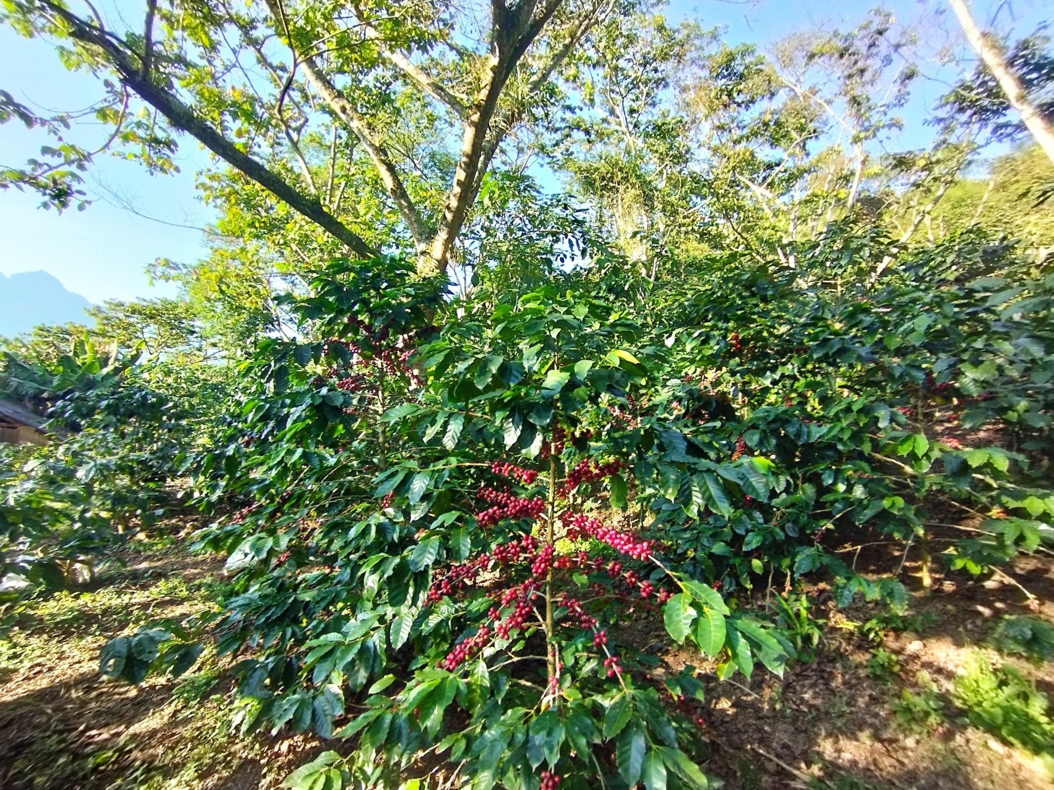 Café Metzli — Finca Yautla — Puebla, Mexiko (Mittelrösten)