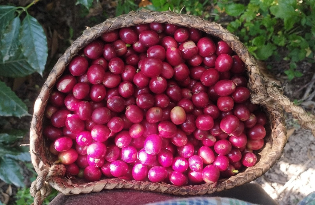 Café Metzli — Finca Yautla — Puebla, Mexiko (Mittelrösten)