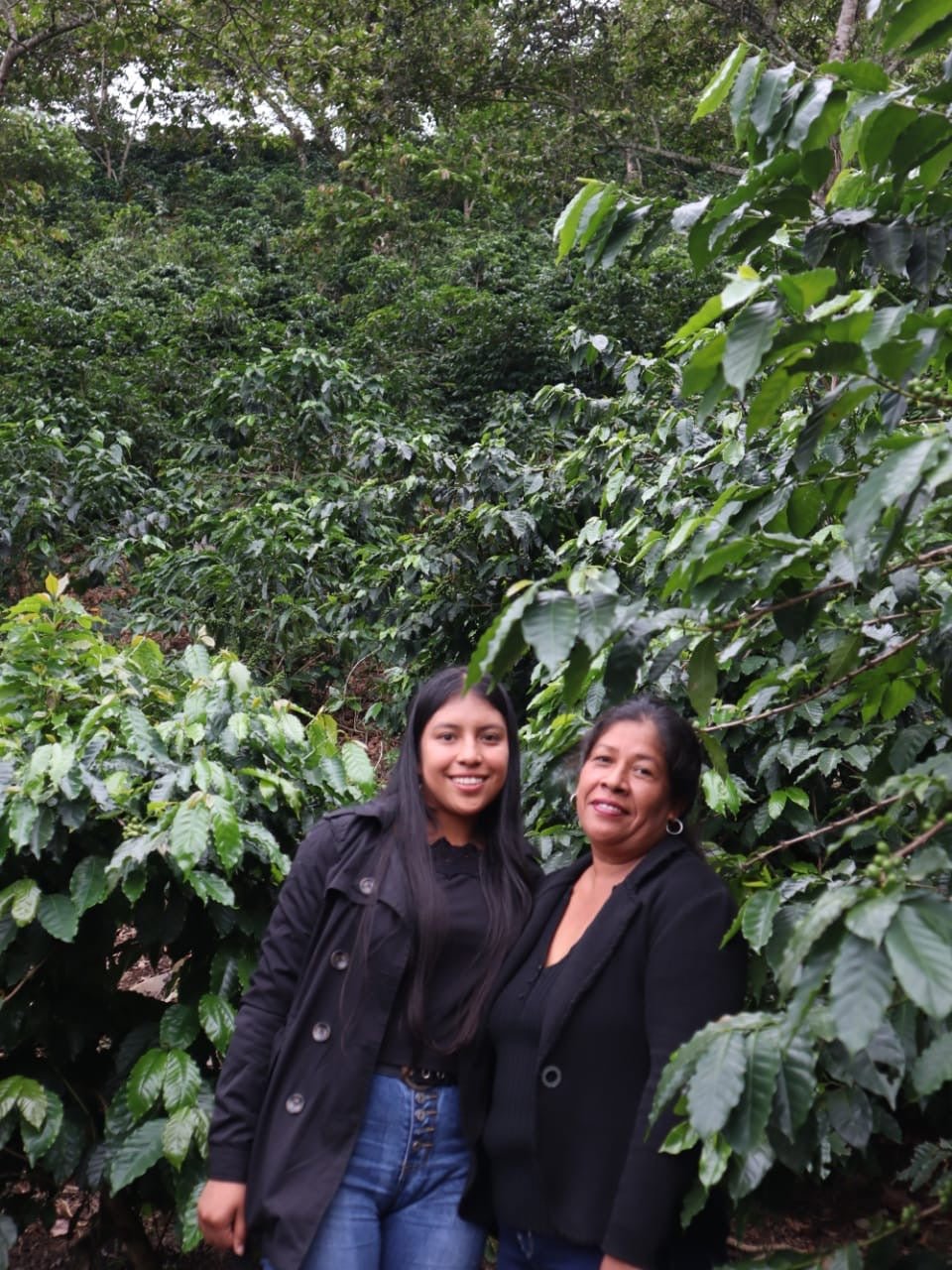 Café Metzli — Finca Yautla — Puebla, Mexiko (Mittelrösten)