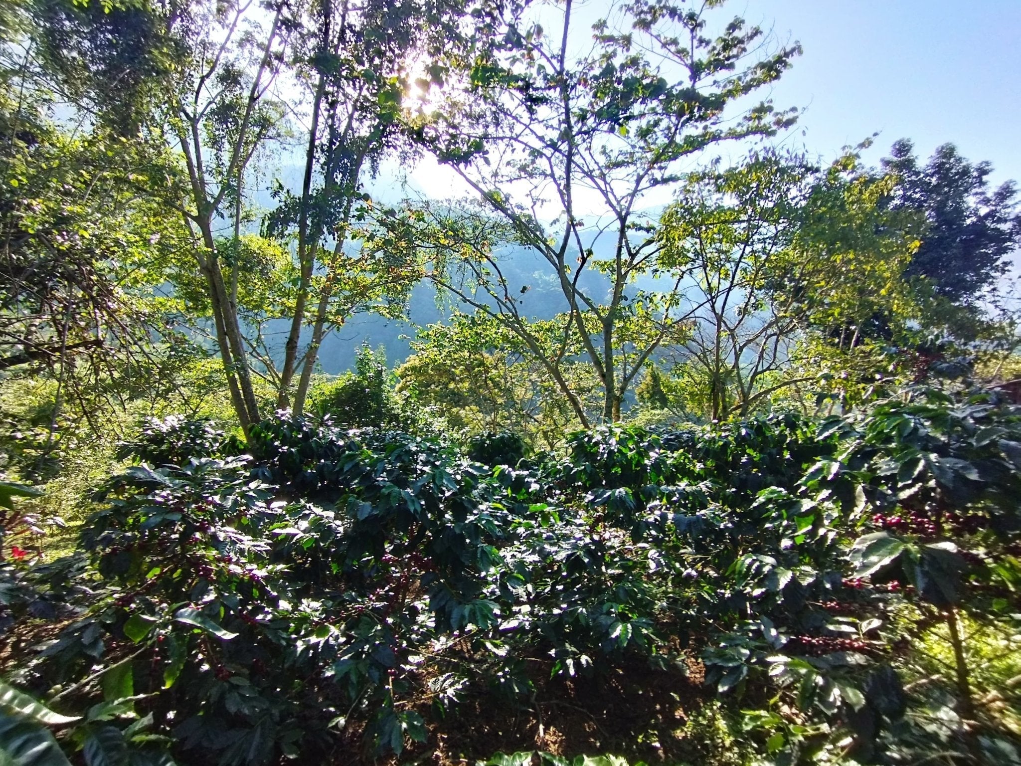 Café Metzli — Finca Yautla — Puebla, Mexiko (Mittelrösten)
